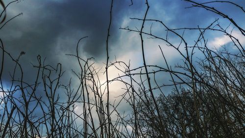 Low angle view of bare trees against sky