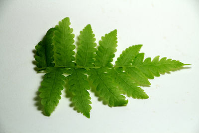 Close-up of fern on white background