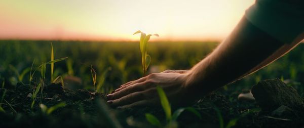 Cropped hand of man holding wheat field