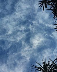 Low angle view of palm trees against cloudy sky