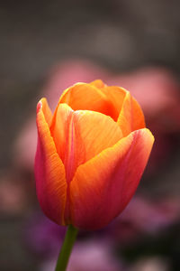 Close-up of orange rose flower