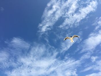 Low angle view of seagull flying against sky