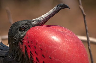 Close-up of apple