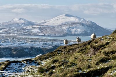 Scenic view of sheep with snowcapped mountains by sea against sky
