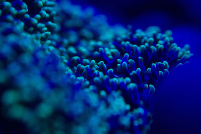 Close-up of coral in blue water