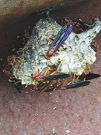 High angle view of crab in basket on sand