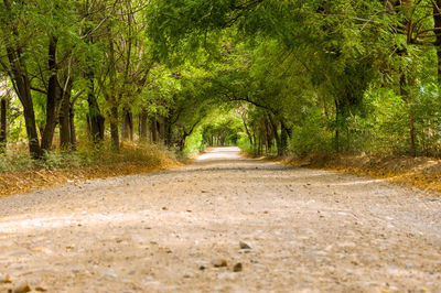 Road passing through forest