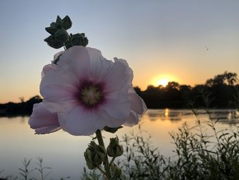 Close-up of flowering plant against lake during sunset