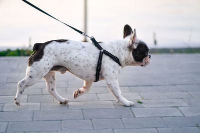 Dog standing on footpath