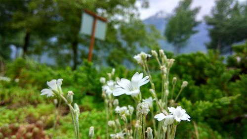 Close-up of white flowers blooming in field