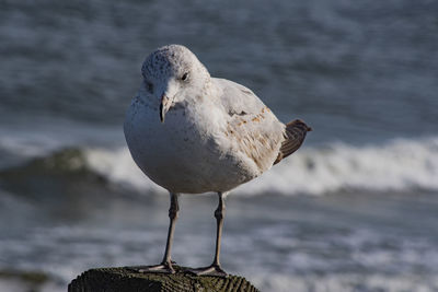 Close-up of seagull perching on rock