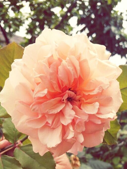 flower, nature, petal, beauty in nature, outdoors, flower head, growth, focus on foreground, plant, close-up, day, fragility, no people, blooming, freshness