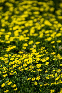 Close-up of yellow flowering plant leaves on field