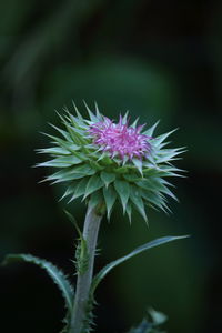 Close-up of purple flower