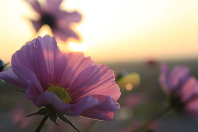 Close-up of flower blooming against sky during sunset