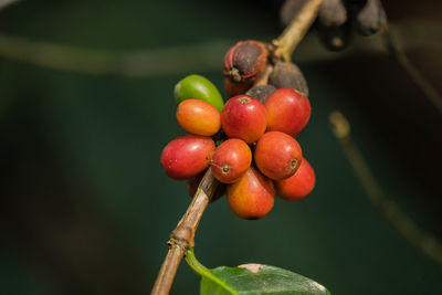 Close-up of cherries on plant