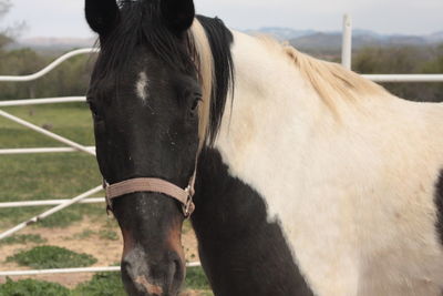 Close-up of horse on field