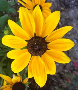 Close-up of yellow flower