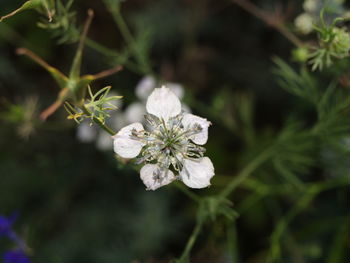 Close-up of flower