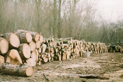 Stack of logs on field in forest