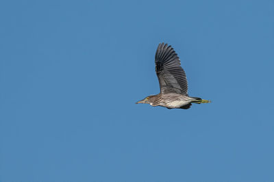 Low angle view of bird flying against clear blue sky