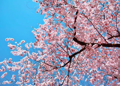 Low angle view of cherry blossoms against sky