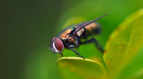 Close-up of fly on leaf