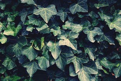 High angle view of leaves on field