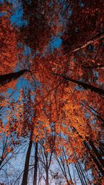 Low angle view of trees in forest during autumn