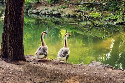 Swans on lake against trees