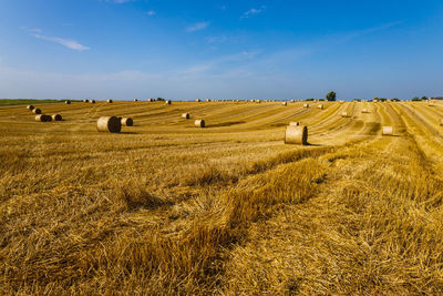 Agriculture field after harvest with large bales of hay in a wheat field