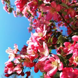 Close-up of pink cherry blossoms in spring