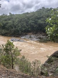 Scenic view of river amidst trees against sky