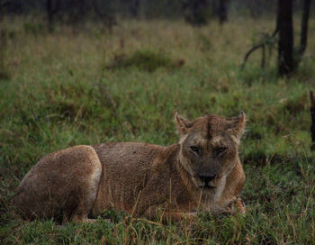 View of a cat resting on field