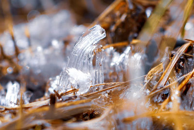 Close-up of frozen plants on land