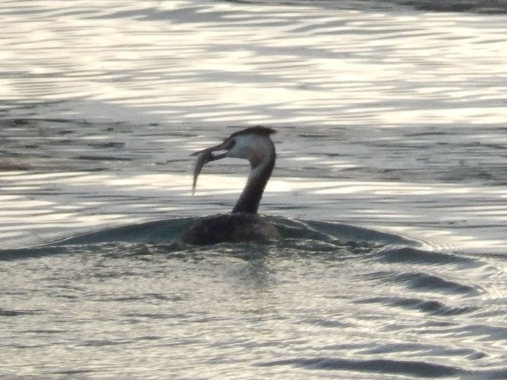 SWANS SWIMMING ON LAKE