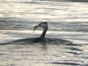 Swan swimming on lake