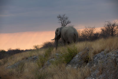 View of elephant on field during sunset