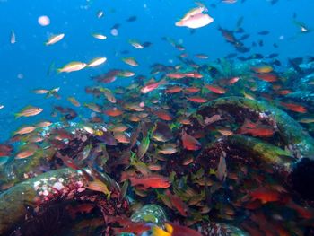 Fish swimming in sea
