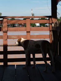 Side view of dog standing against railing