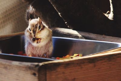 Close-up of squirrel feeding on fruit