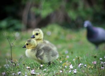 Close-up of goslings on field