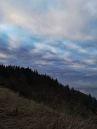 Low angle view of trees on field against sky