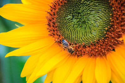 Close-up of bee on sunflower