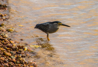 High angle view of bird perching on beach