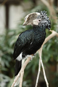 The silvery cheeked hornbill, residing in the tall trees of east africa