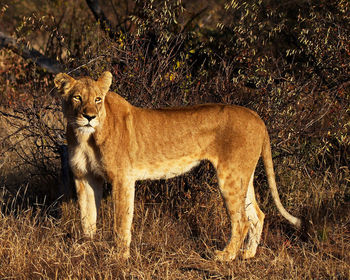 View of a cat on field