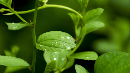 Close-up of dew drops on leaf