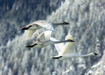 Birds flying over sea