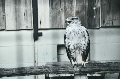 Close-up of bird perching on wood